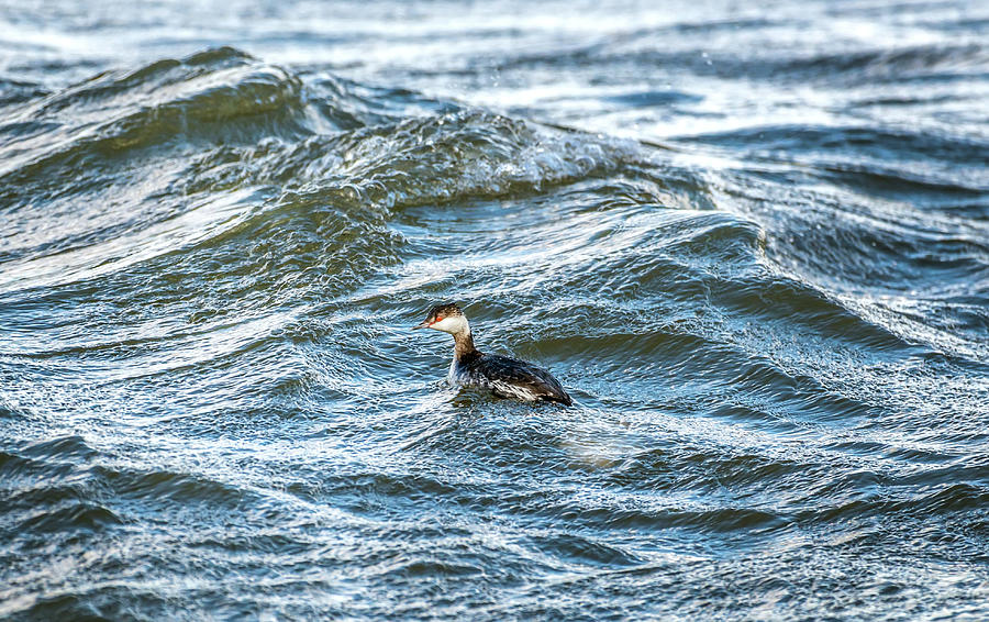 Horned Grebe swimming in the Chesapeake Bay #1 Photograph by Patrick Wolf
