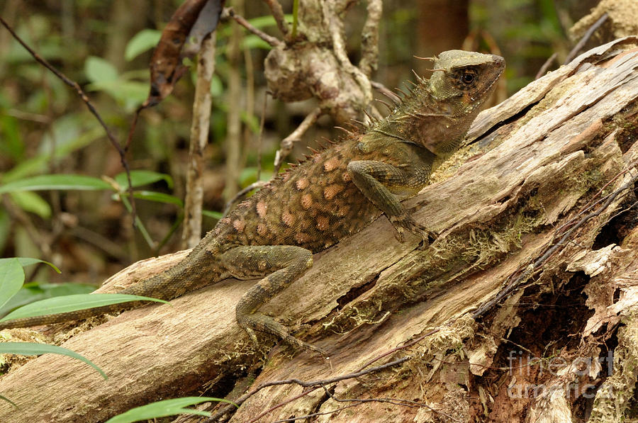 Horned Tree Lizard #1 Photograph by Fletcher & Baylis