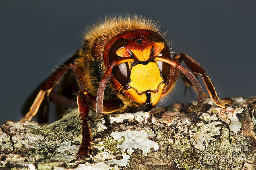 Hornet Vespa Crabo #1 Photograph by Gerard Lacz