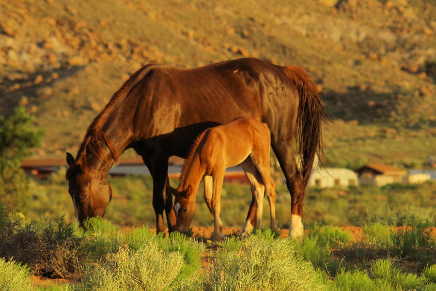 Horse and colt #1 Photograph by Jeff Swan