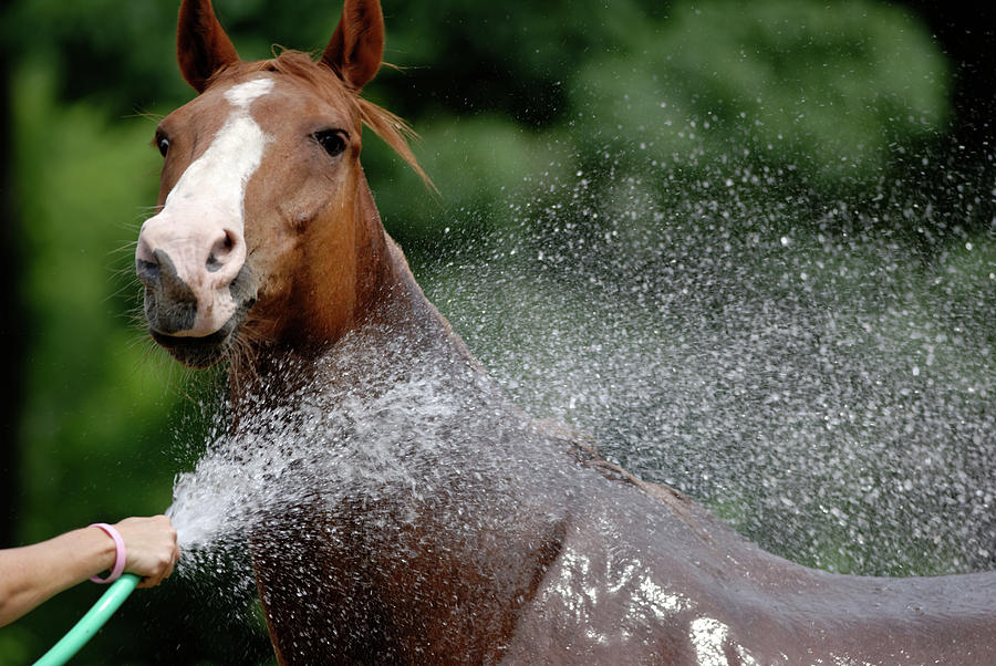 Horse Bath II #1 Photograph by Julie Niemela