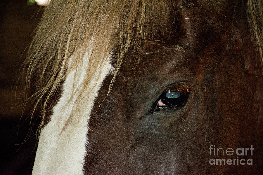 Horse Eye #1 Photograph by FineArtRoyal Joshua Mimbs