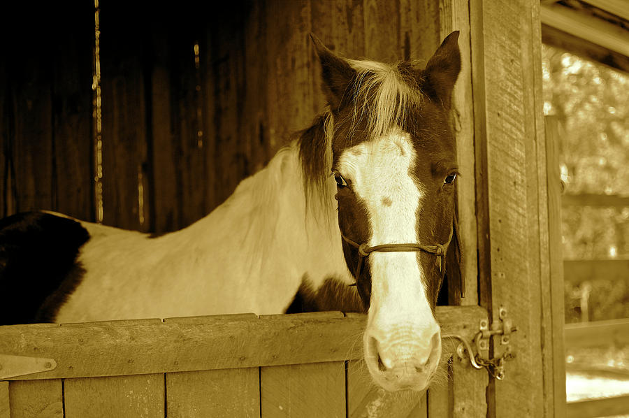 Horse Photograph - Horse #1 by Frank Conrad