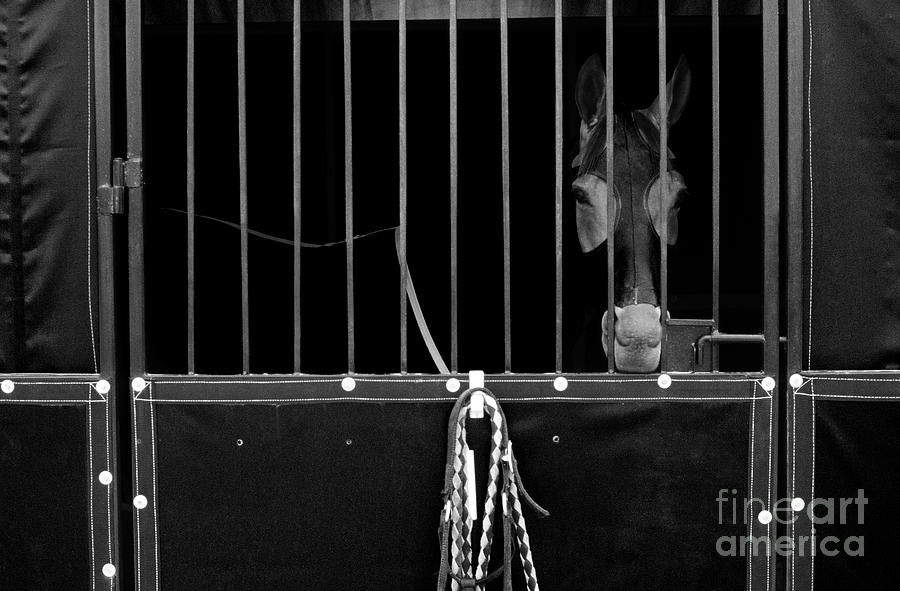Horse in Stall  #1 Photograph by Jim Corwin