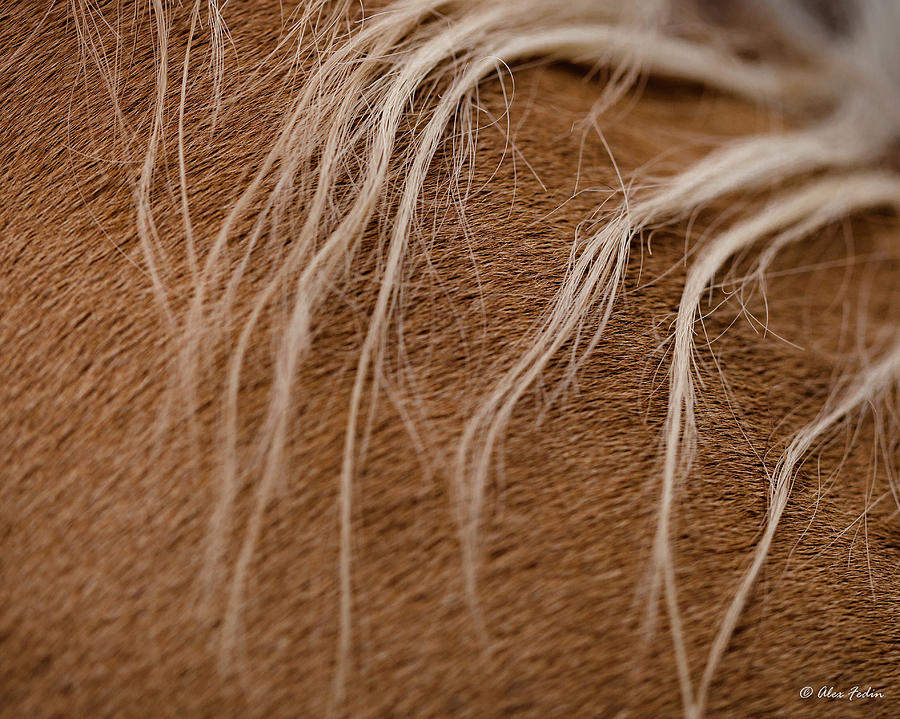 Horse Mane #1 Photograph by Alexander Fedin