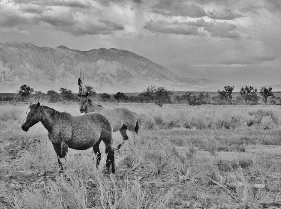 Horse Play #2 Photograph by Marilyn Diaz