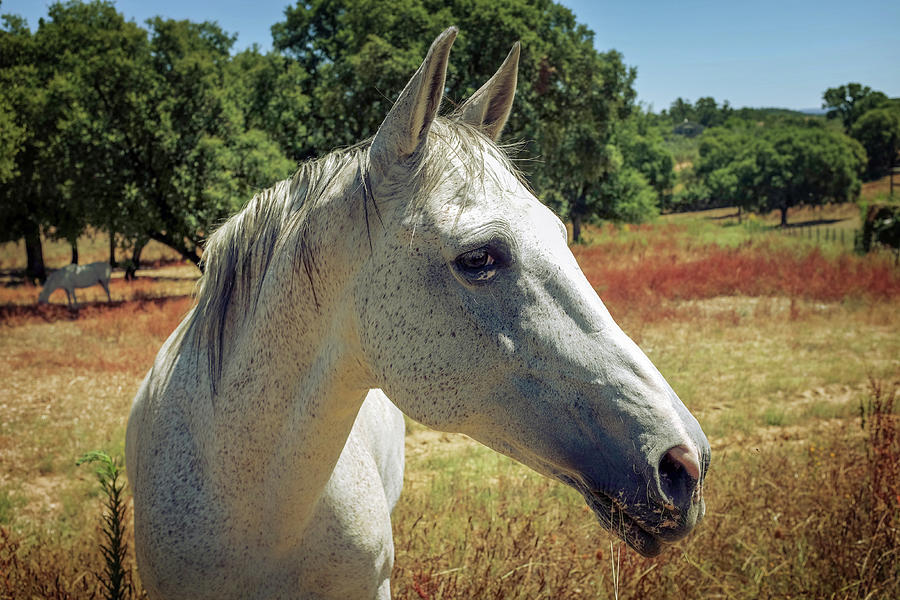 Horse Portrait #1 Photograph by Carlos Caetano