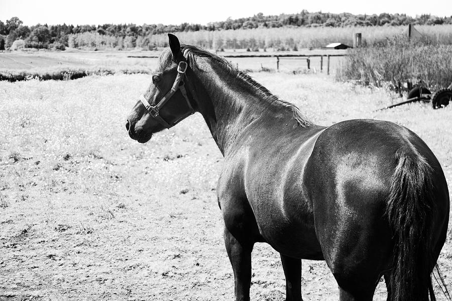 Horse Profile #1 Photograph by Julius Reque