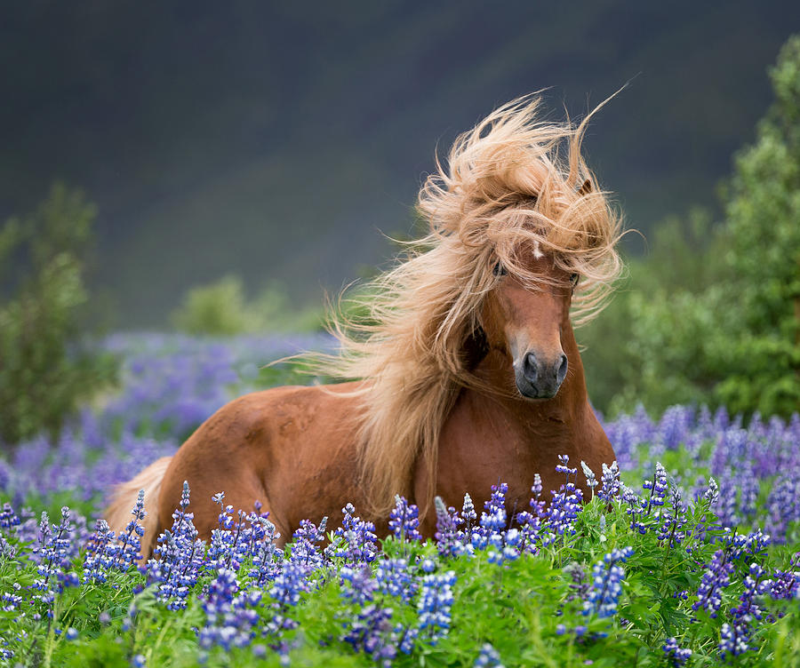 Horse Photograph - Horse Running By Lupines. Purebred #1 by Panoramic Images