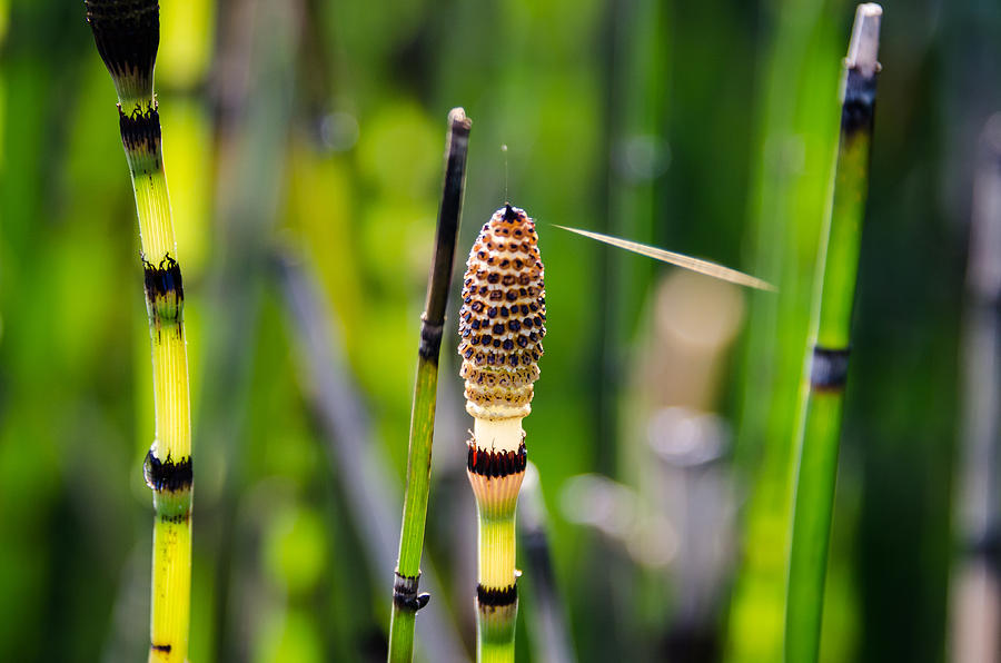 Horse Tail2 by Don L Williams Horse Tail2 by Don L Williams