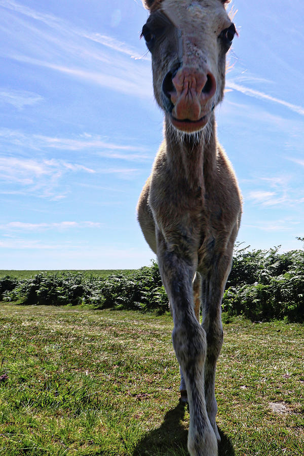 Horse Wales United Kingdom #1 Photograph by Paul James Bannerman