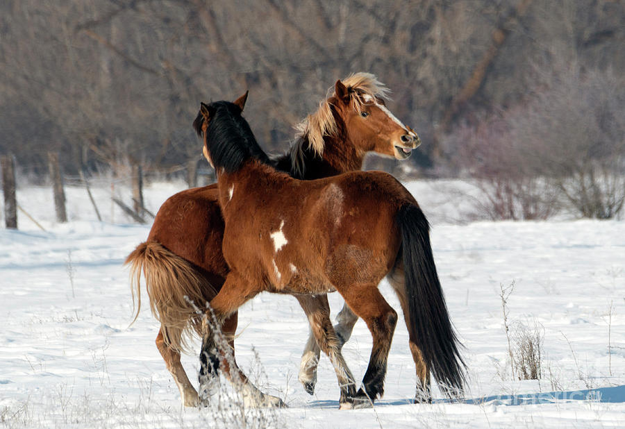 Horseplay #1 Photograph by Michael Dawson