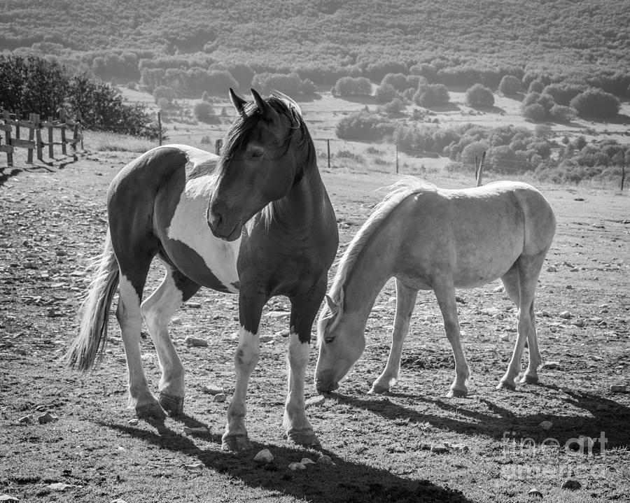 Horse Photograph - Horses by Delphimages Photo Creations