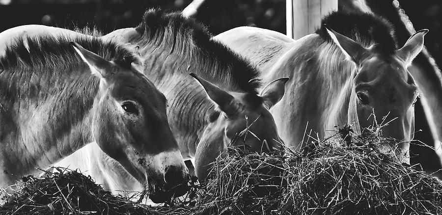 Horses Eating Hay #1 Photograph by Mountain Dreams