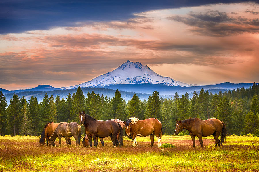 Horses grazing at Mt Jefferson #1 Photograph by John Trax
