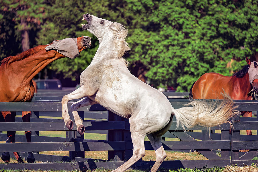 Horses in Hilton Head Island #1 Photograph by Peter Lakomy