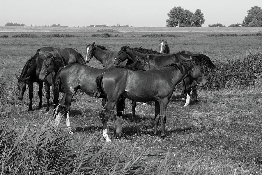 Horses In Landscape #1 Photograph by Aidan Moran