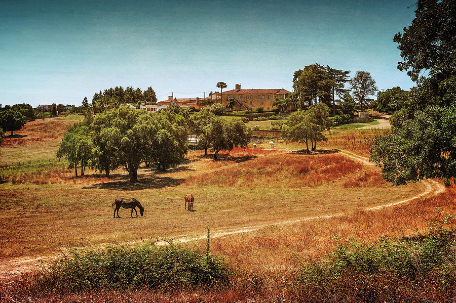 Horses in Landscape #1 Photograph by Carlos Caetano