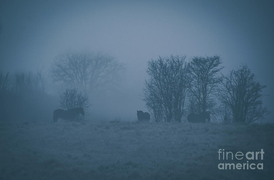 Horses in the Mist Photograph by Cheryl Baxter