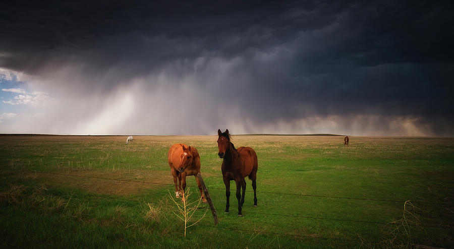 Horses In The Storm #1 Photograph by John De Bord