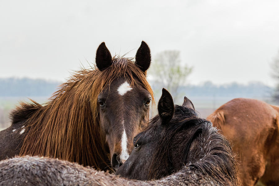 Horses #1 Photograph by Jay Stockhaus