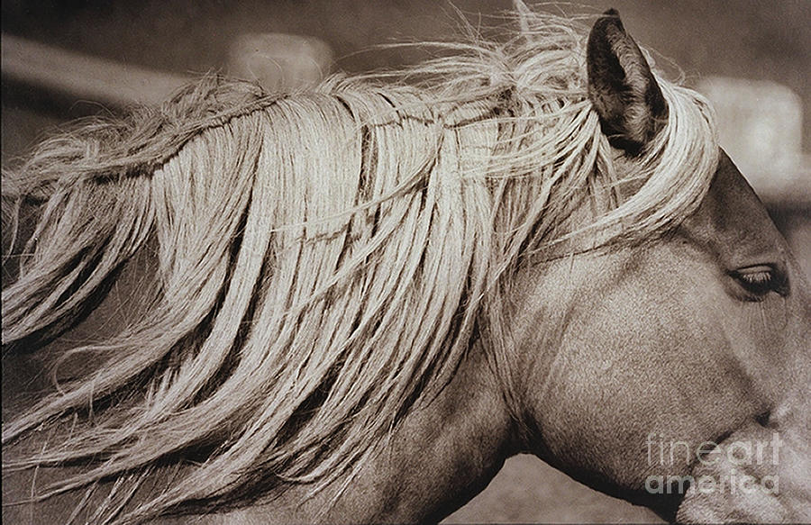 Palomino Mane 1993 Photograph By Michael Ziegler Fine Art America