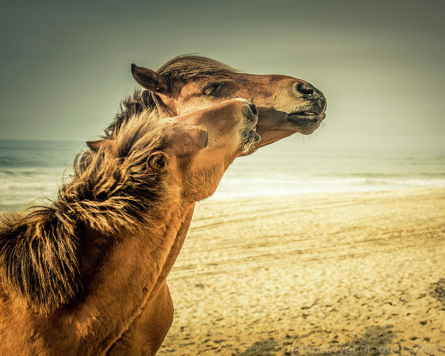 Ponies of Assateague Island #2 Photograph by Mark Peavy