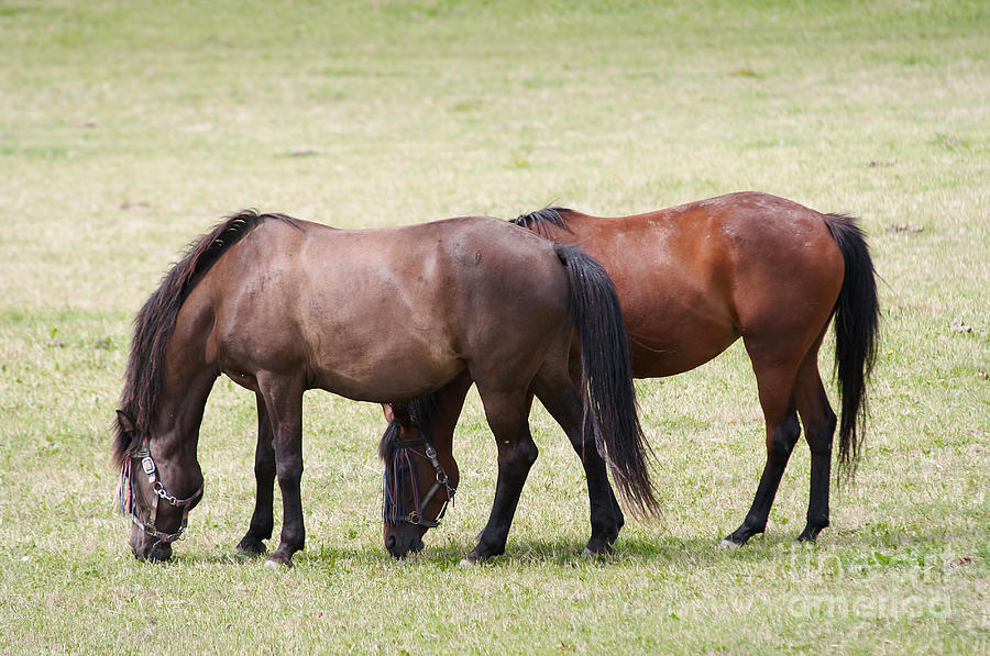 Horses on pasture #1 Photograph by Michal Boubin
