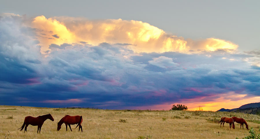 Horses On The Storm Panorama Photograph by James BO Insogna