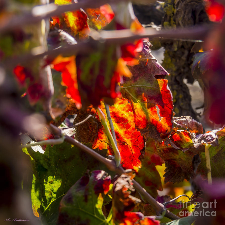 Nature Photograph - Hot autumn colors in the vineyard 05 by Arik Baltinester