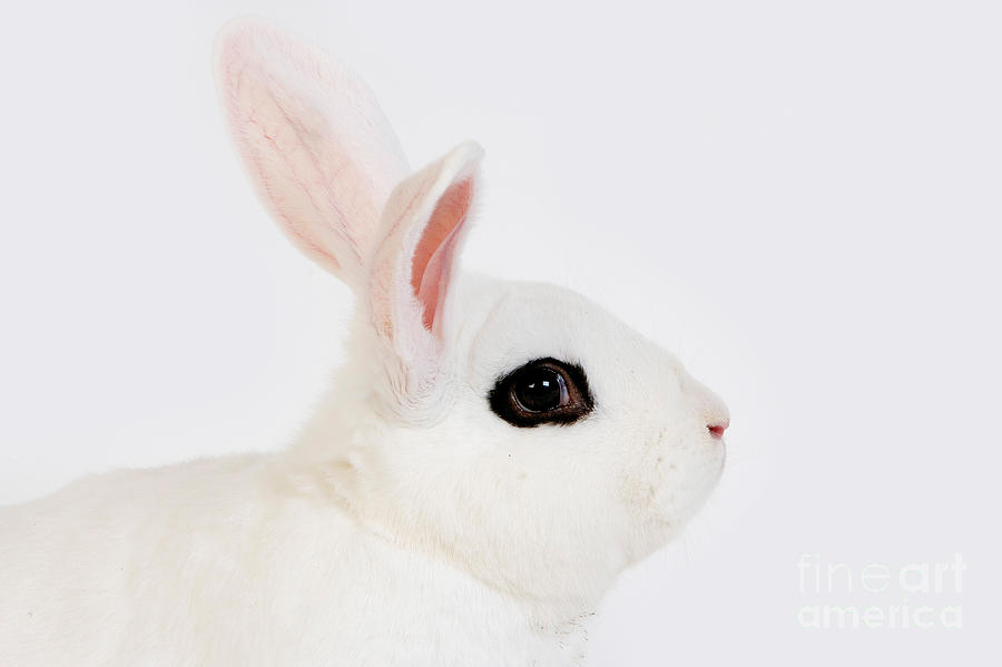 Hotot Rabbit Photograph by Gerard Lacz - Fine Art America