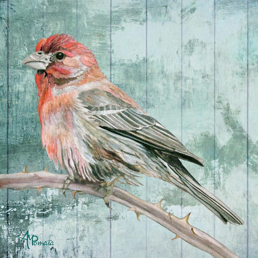 Finch Painting - House Finch by Angeles M Pomata