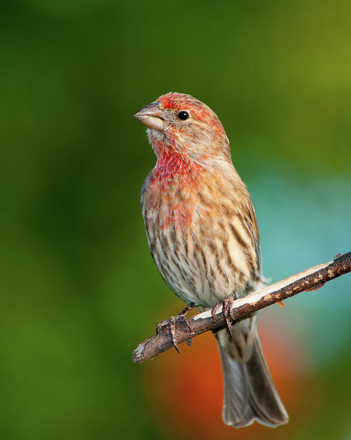 House Finch Photograph by Betty LaRue - Fine Art America