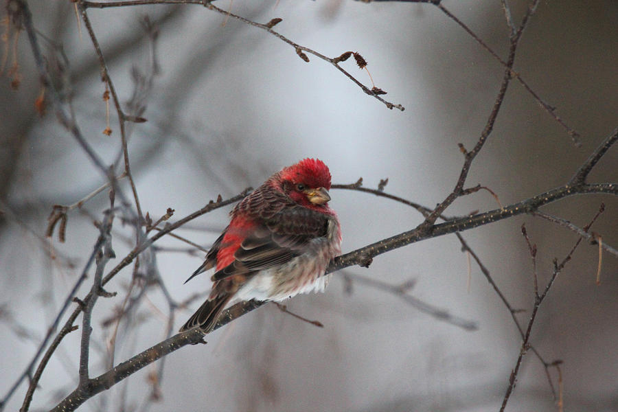 House Finch #2 Photograph by Brook Burling