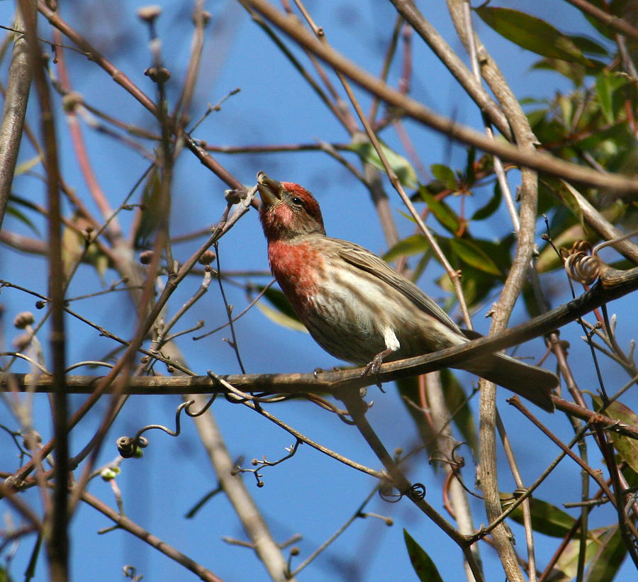 Feather Photograph -  House Finch #2 by Cathy Harper