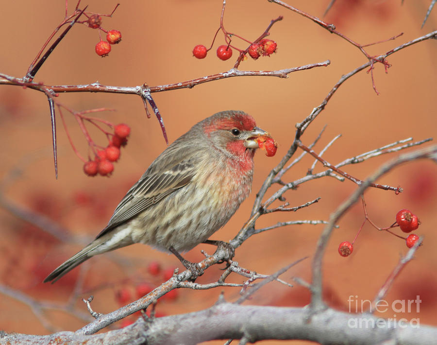 House Finch #1 Photograph by Gary Wing