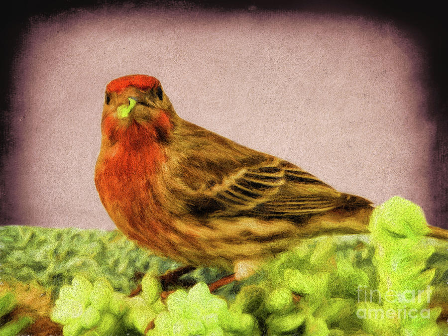 House Finch #1 Photograph by Mariola Bitner