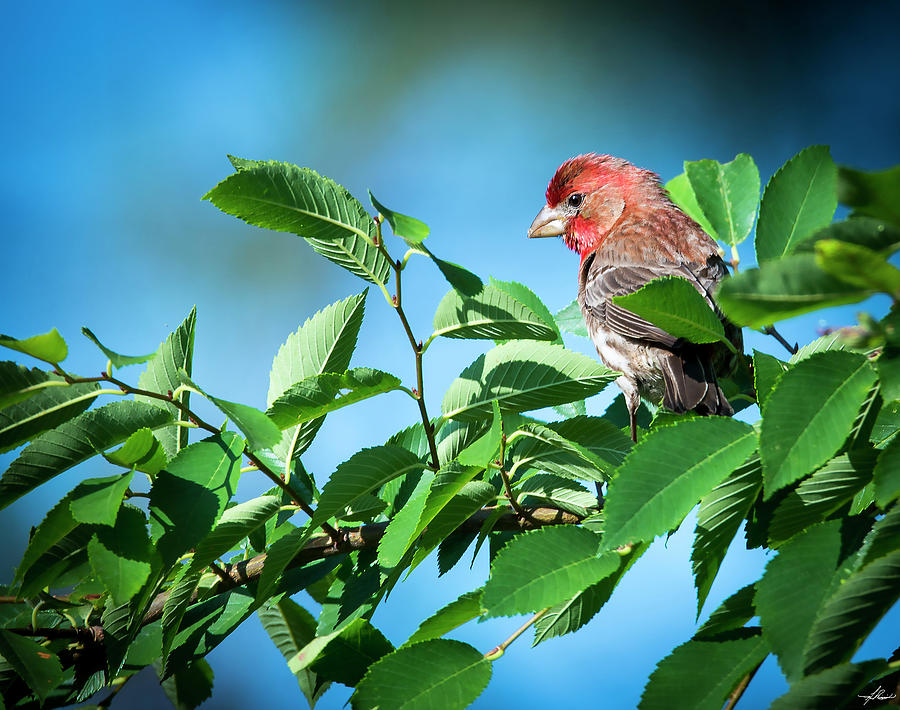 Bird Photograph - House Finch #2 by Phil And Karen Rispin
