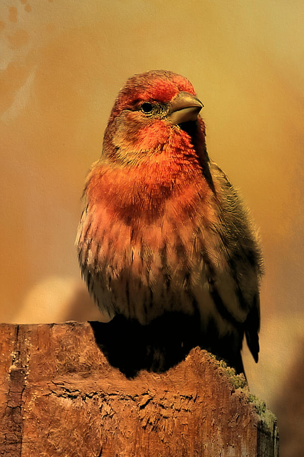House Finch  #1 Photograph by Theresa Campbell