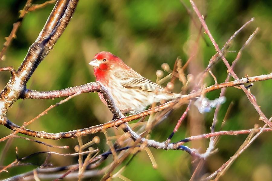 House Finch Tiny Bird Perched On A Tree #1 Photograph by Alex Grichenko