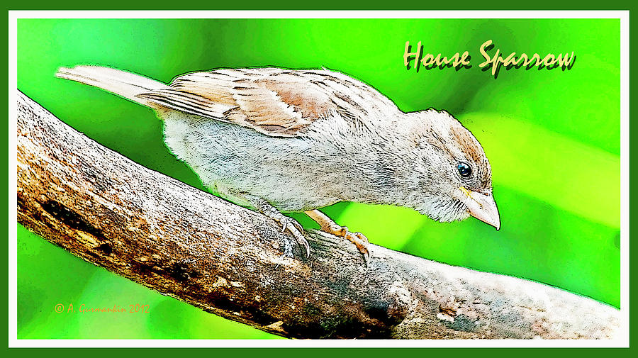 House Sparrow, Juvenile, Poster Image #1 Digital Art by A Macarthur Gurmankin