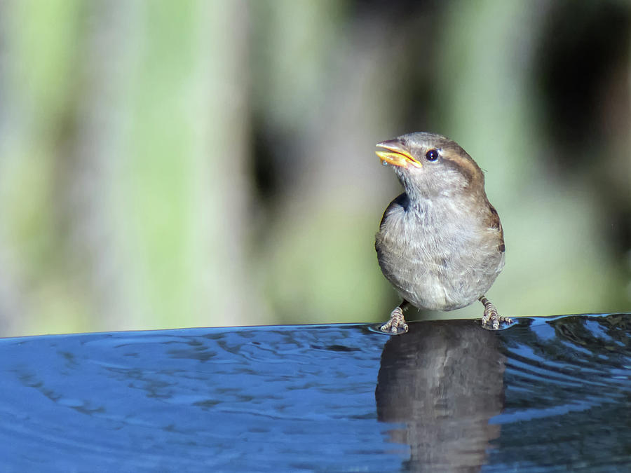 House Sparrow Juvenile #1 Photograph by Tam Ryan