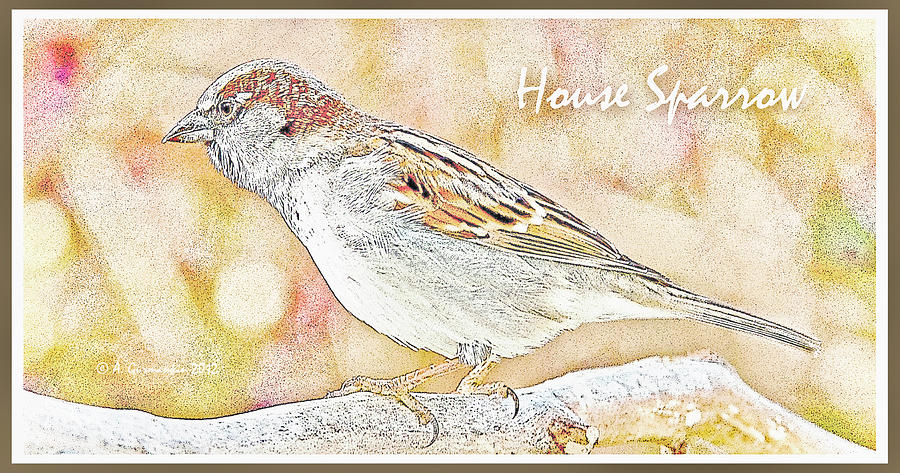 House Sparrow, Male #1 Digital Art by A Macarthur Gurmankin