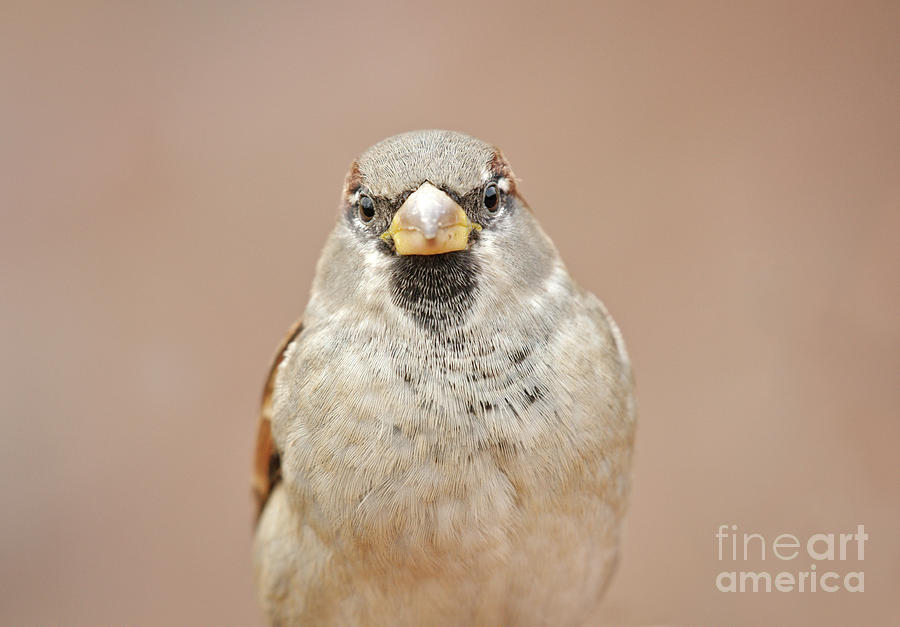 House Sparrow #1 Photograph by MSVRVisual Rawshutterbug - Fine Art America