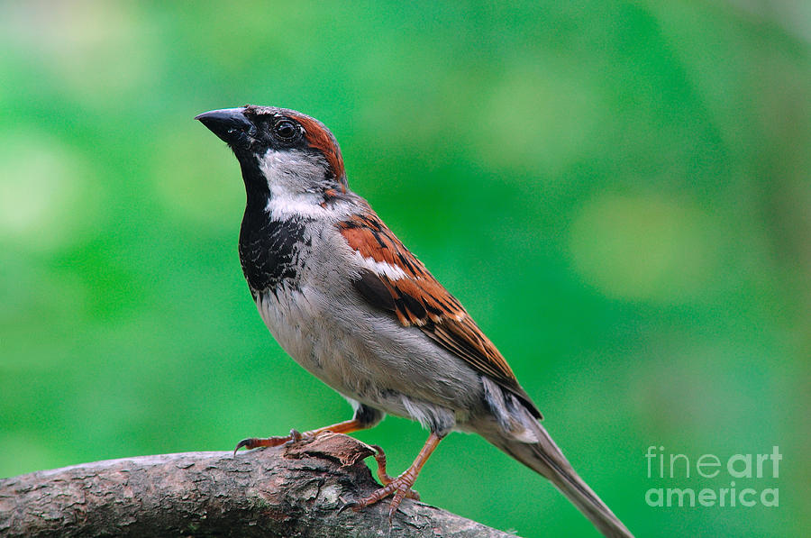 House Sparrow #1 Photograph by Thomas R Fletcher