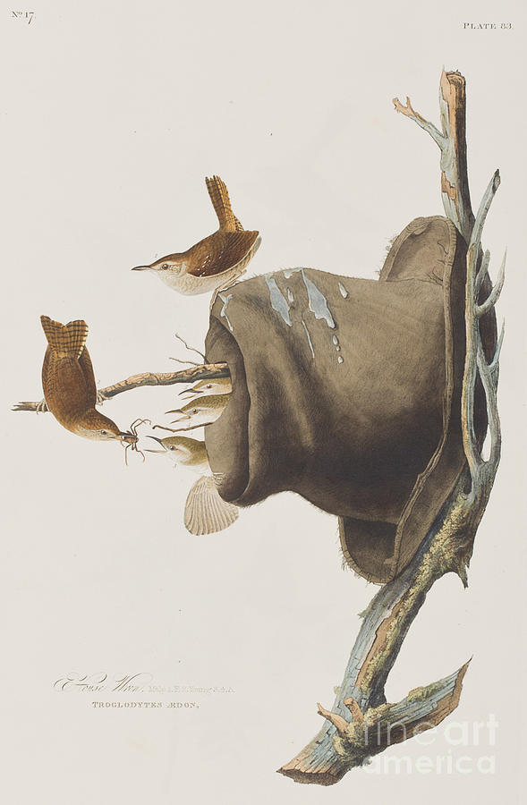 House Wren Painting by John James Audubon