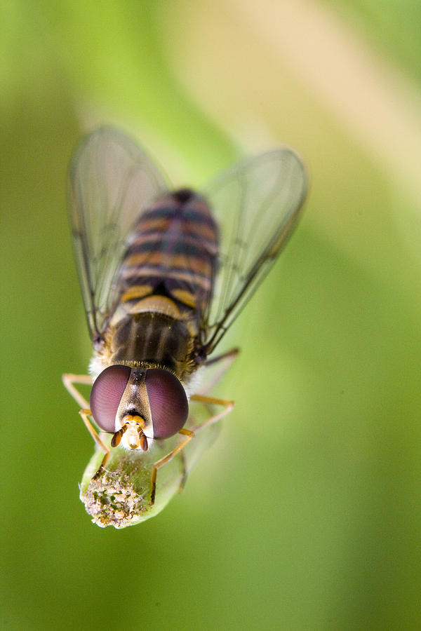Hoverfly #1 Photograph by Andre Goncalves