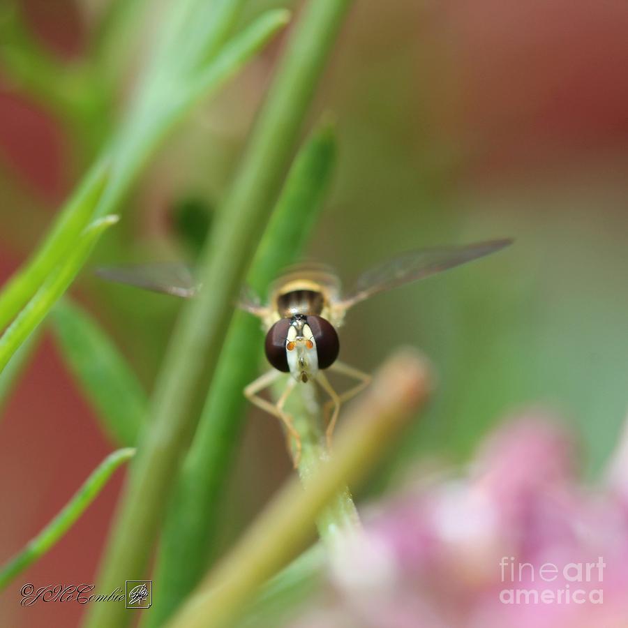 Hoverfly #4 Photograph by J McCombie