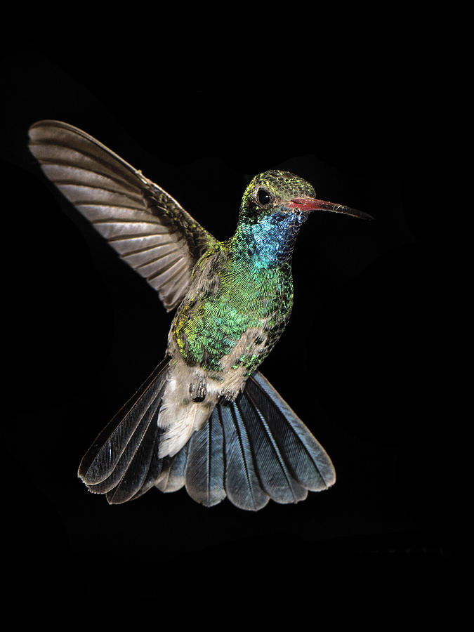 Hovering Hummer #1 Photograph by Jean Noren