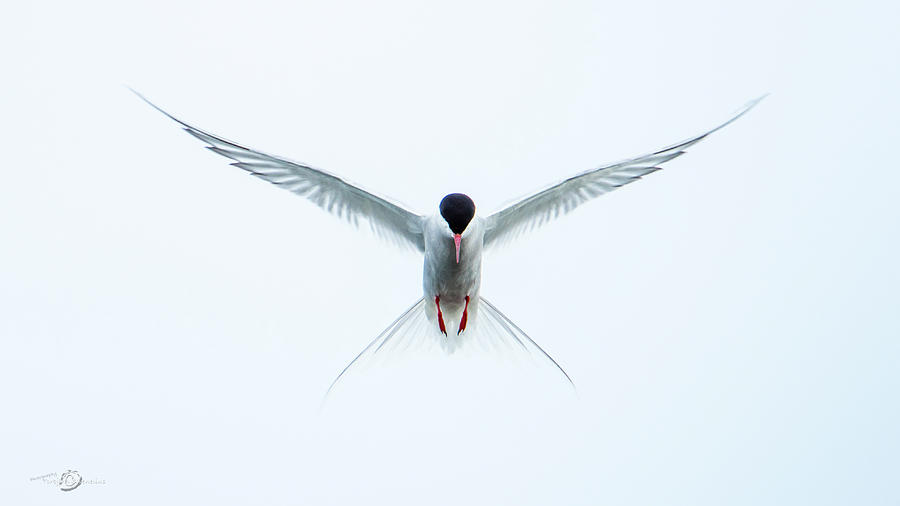Hovering Tern Photograph by Torbjorn Swenelius